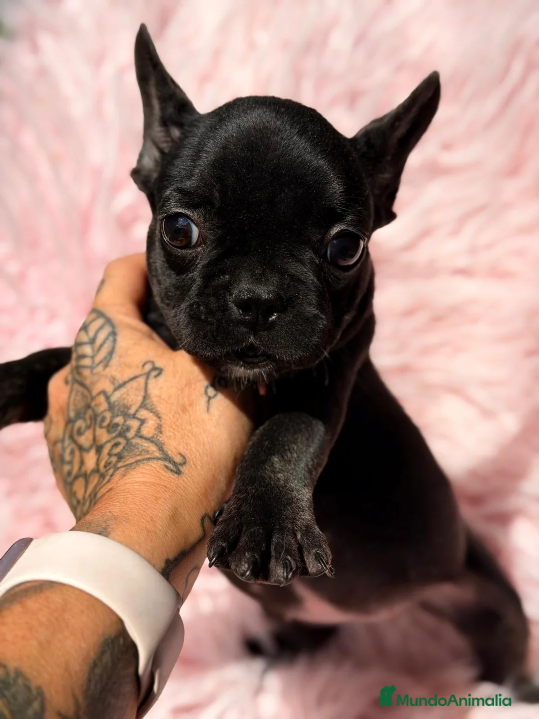 Bulldog Francés perros en venta: Hembra bulldog francés  - Anuncio 2
