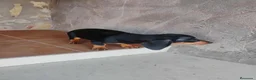Teckel Miniatura perros en venta: Cachorro teckel miniatura  - Anuncio 3