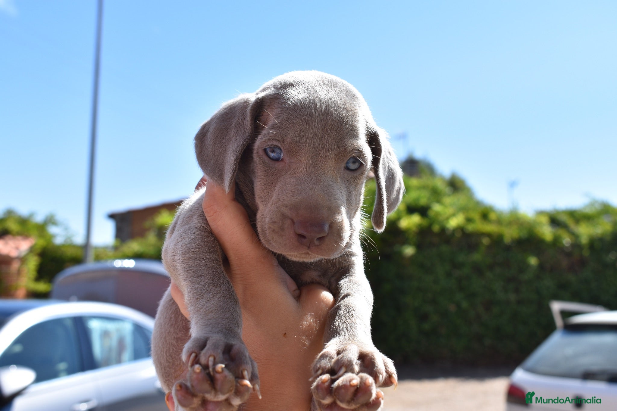 Weimaraner perros Cachorritos de Weimaraner disponibles! - Anuncio 1