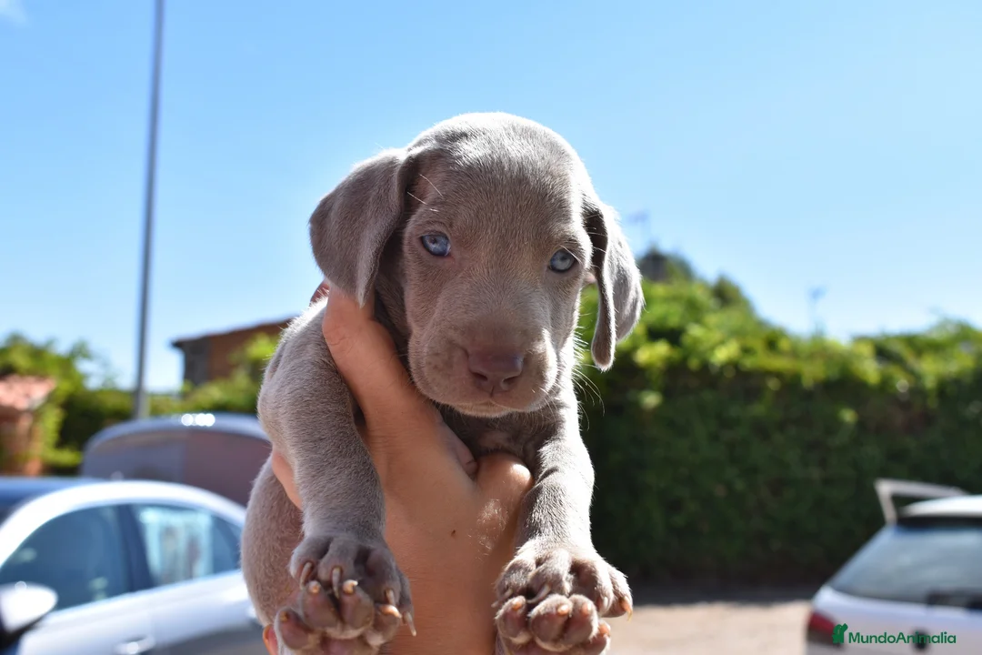 Weimaraner perros en venta: Cachorritos de Weimaraner disponibles! en Castellón - Anuncio 1