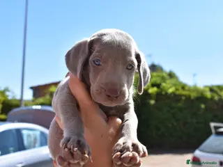 Weimaraner perros Cachorritos de Weimaraner disponibles! - Anuncio 1