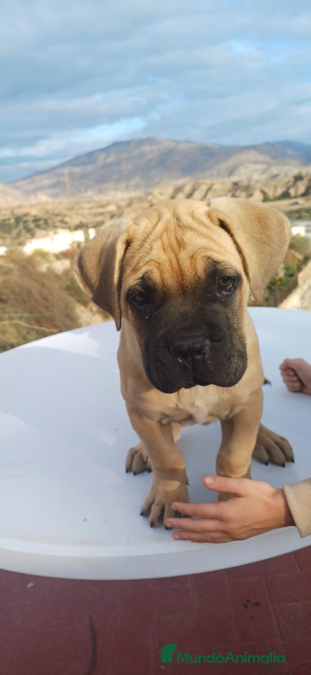 Cane Corso perros en venta: Última hembra de Cane Corso !! - Anuncio 5