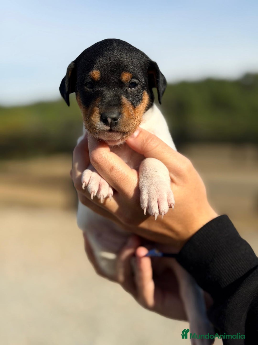 Ratonero Bodeguero Andaluz perros en venta: Bodeguero andaluz hembra - Imagen 4