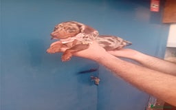 Teckel Miniatura perros en venta: hembritas cachorras de teckel  kaninchen  - Imagen 2