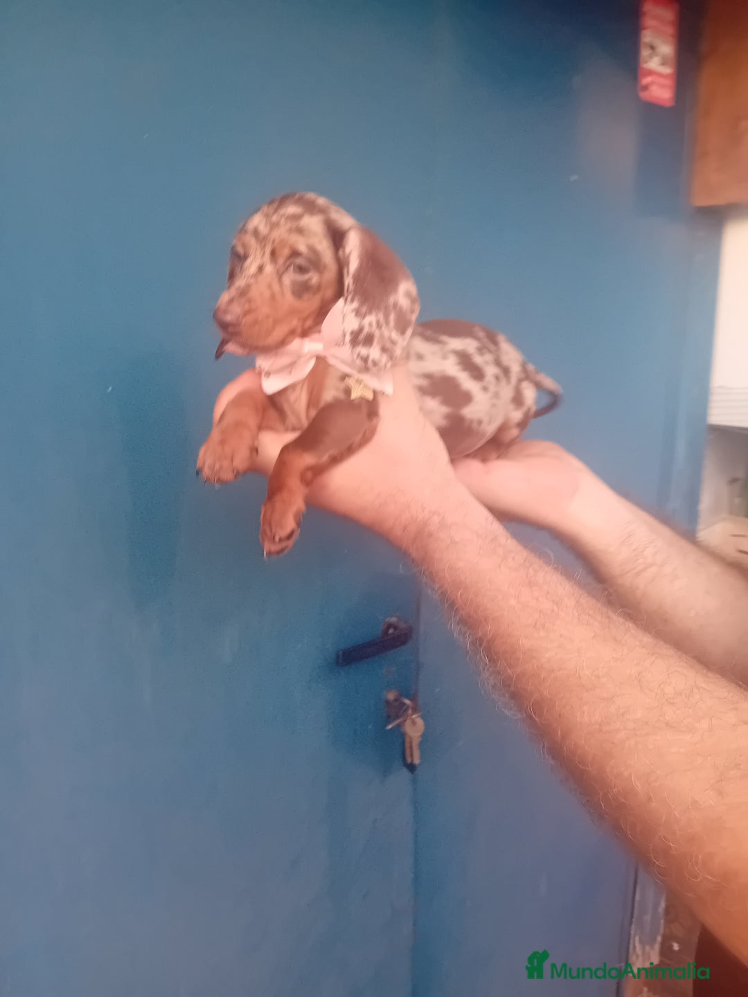 Teckel Miniatura perros en venta: hembritas cachorras de teckel  kaninchen  - Imagen 2