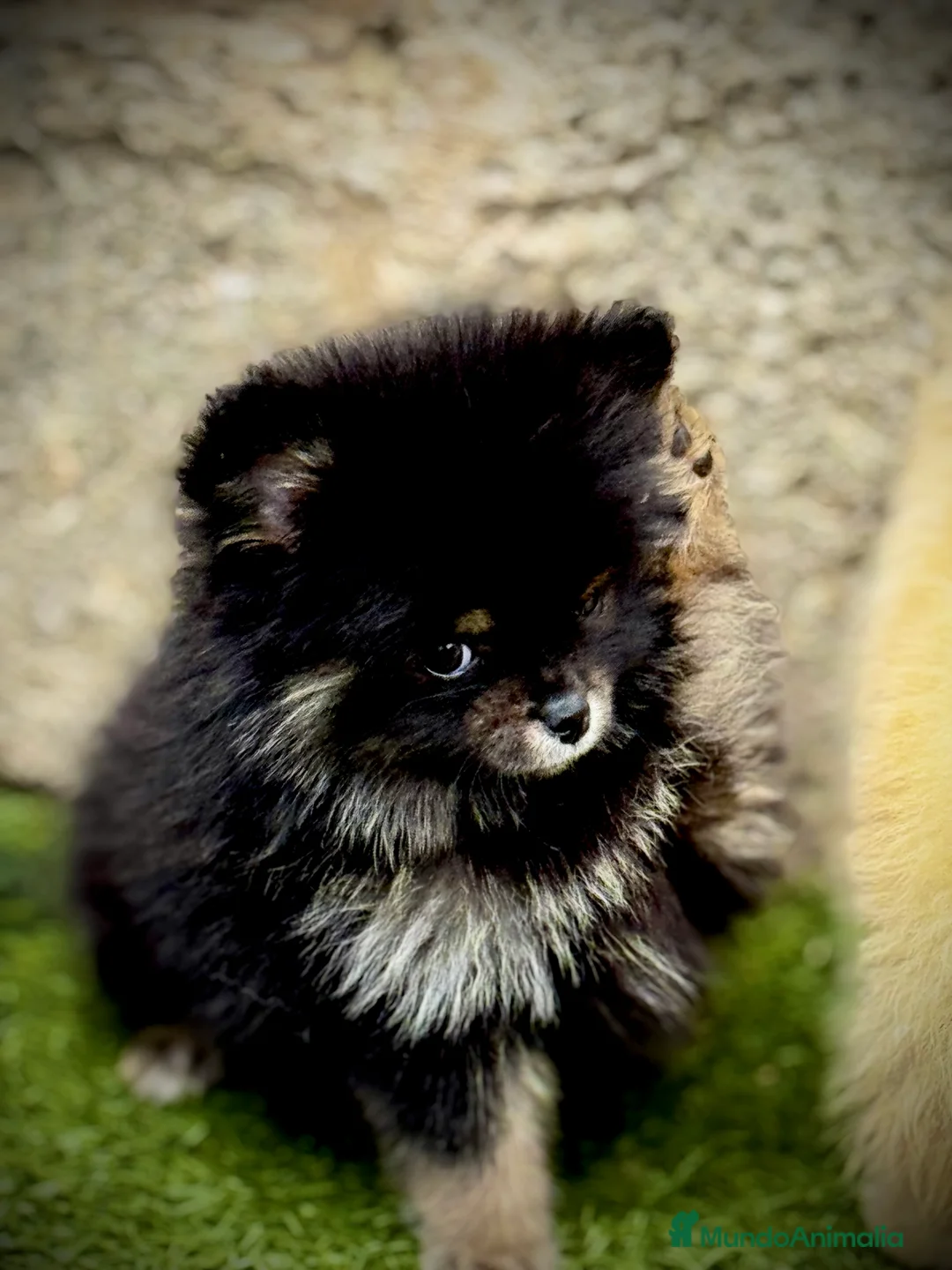 Pomerania perros en venta: Pomerania toy - Anuncio 7