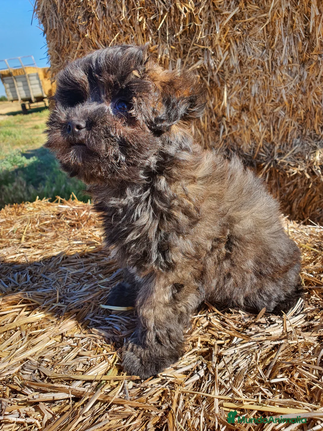 Raza Mixta perros en venta: Maltipoo hembra cachorro - Anuncio 2