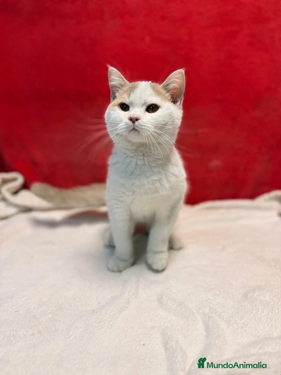 Británico de Pelo Corto gatos en venta: Soy Keko!!  - Anuncio 2