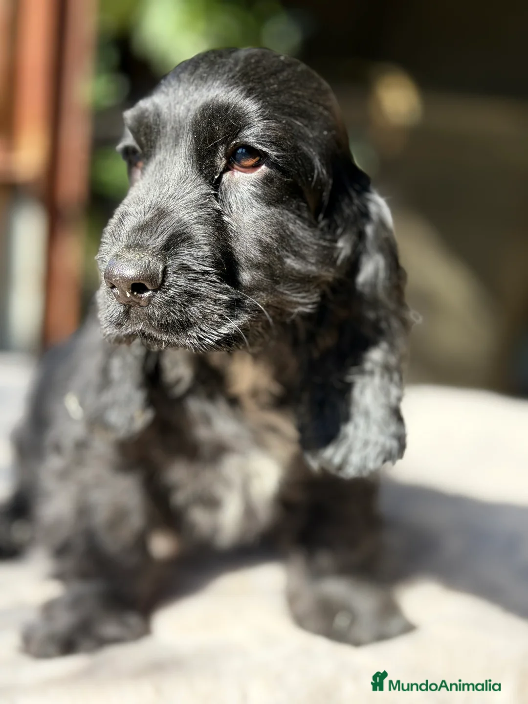Cocker Spaniel Inglés perros en venta: Cocker negro macho  - Anuncio 2