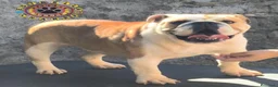 Bulldog Inglés perros en venta: Bulldog ingles HEMBRA  - Anuncio 2