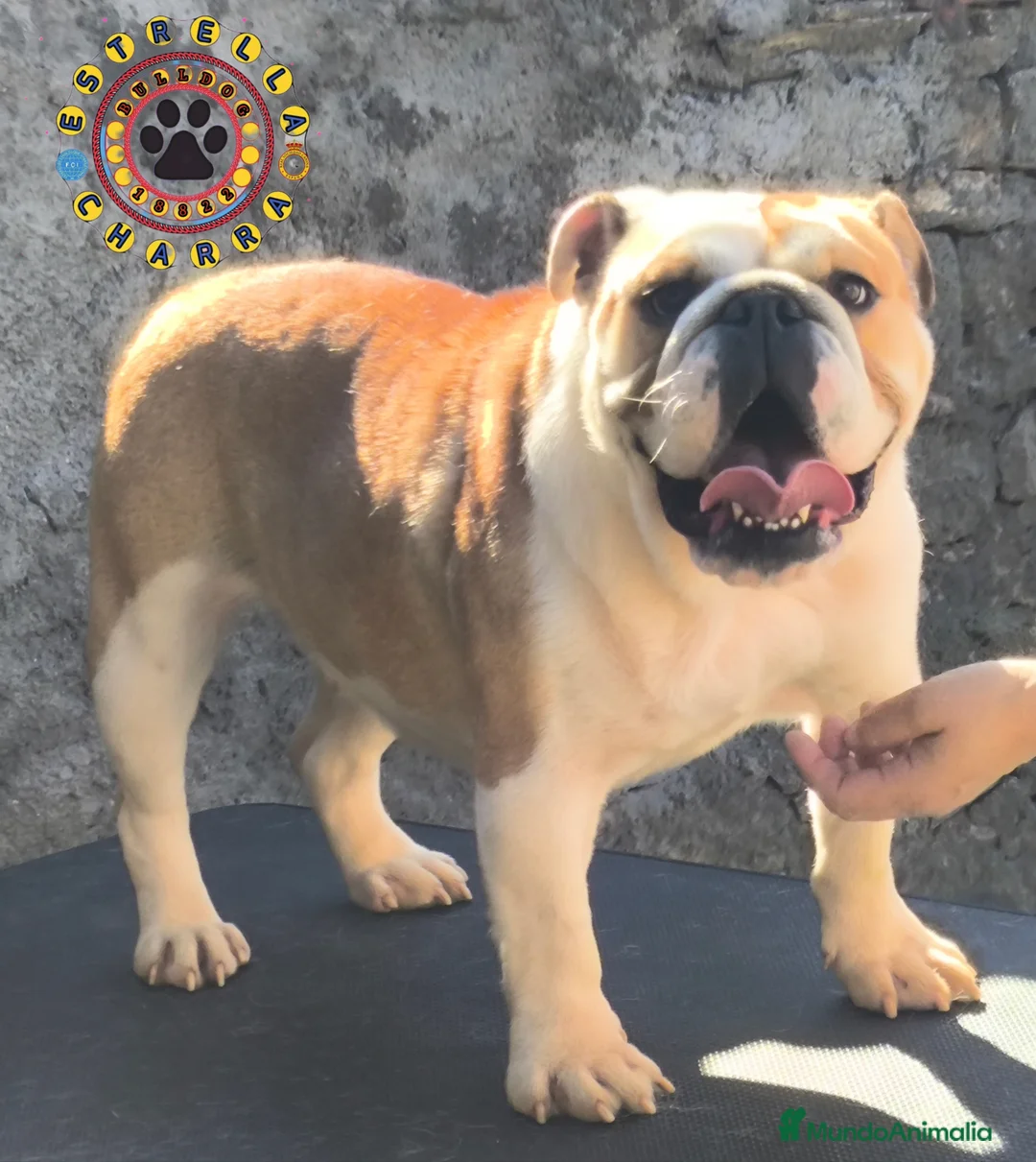 Bulldog Inglés perros en venta: Bulldog ingles HEMBRA  - Anuncio 2