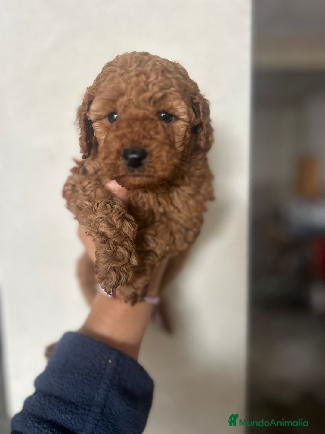 Caniche Toy perros en venta: Caniche toy  - Anuncio 3