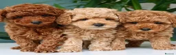 Caniche Toy perros en venta: caniche toy  - Anuncio 1