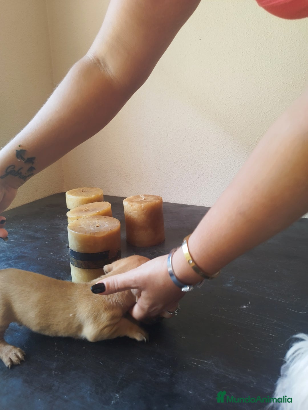 Teckel perros en venta: TECKEL HEMBRA PURA RAZA - Imagen 3