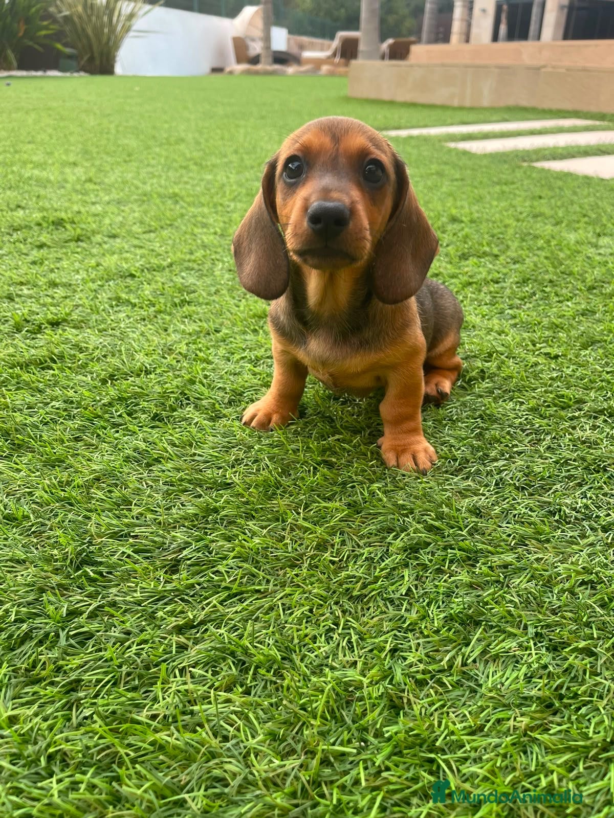 Teckel perros Impresionante Teckel macho  620 71 61 19 - Anuncio 2