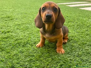 Teckel perros Impresionante Teckel macho 620 71 61 19 - Anuncio 2