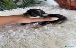 Chihuahua perros en venta: CHIHUAHUA HEMBRA MERLE - Imagen 1