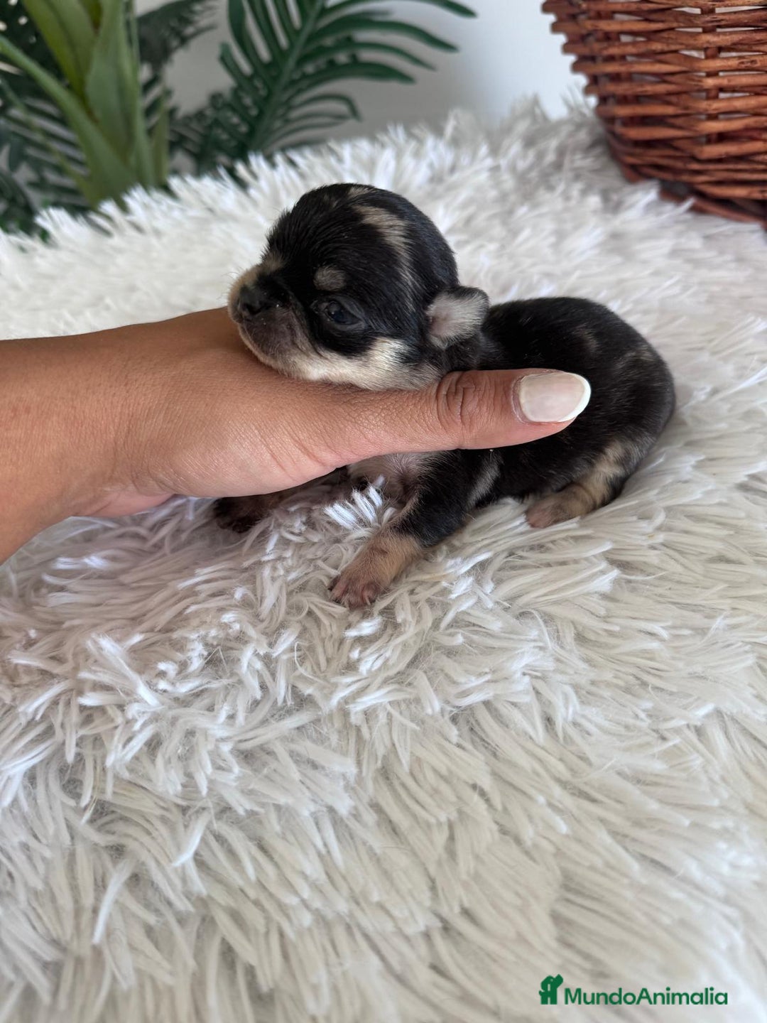 Chihuahua perros en venta: CHIHUAHUA HEMBRA MERLE - Imagen 1