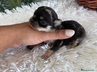 Chihuahua perros - Anuncio 21