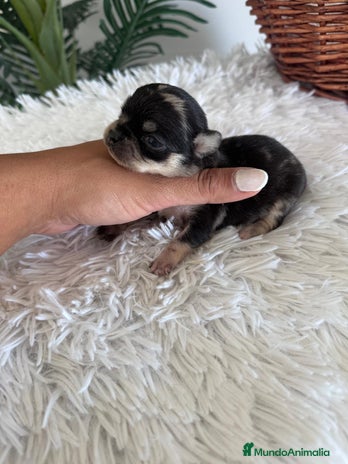 Chihuahua perros - Anuncio 13
