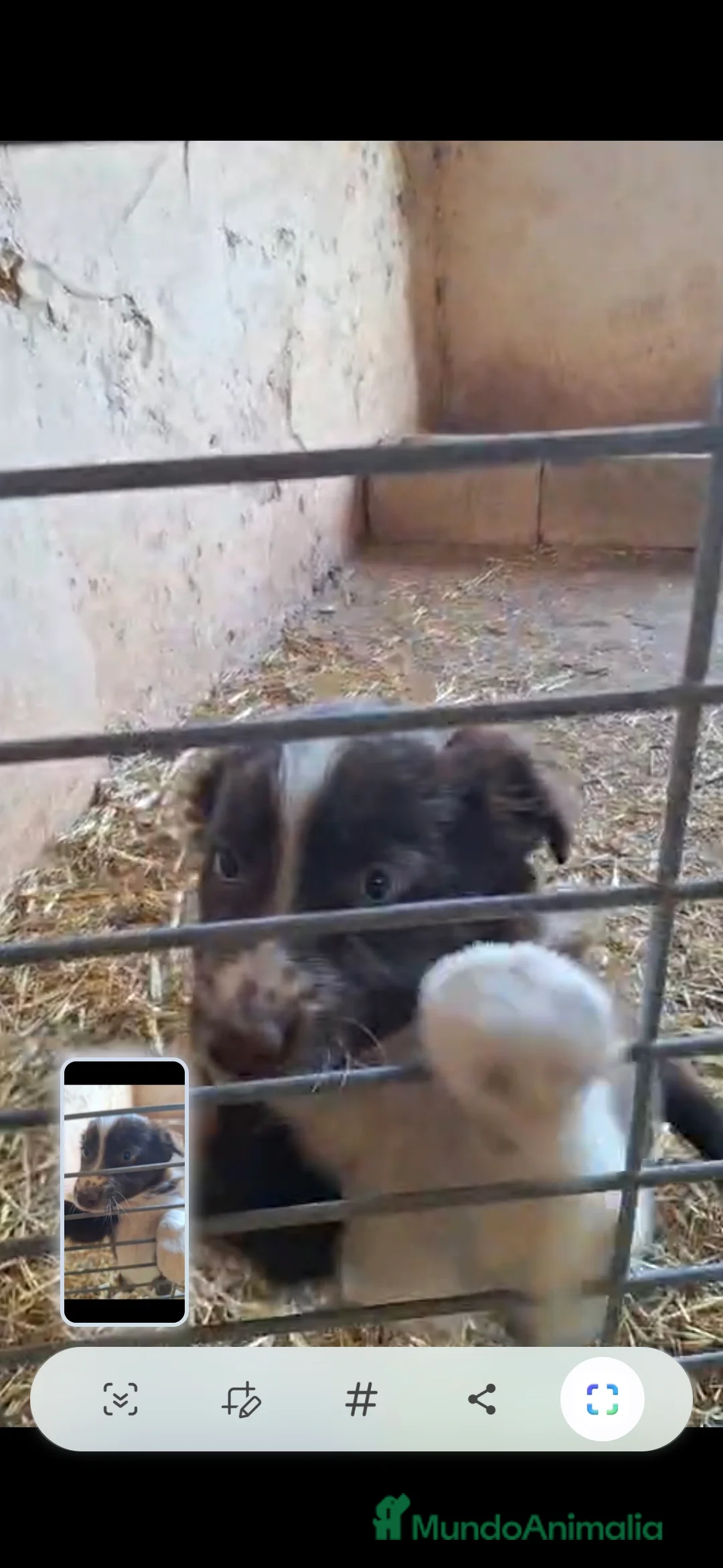 Border Collie perros en venta: Bordes collie hembra  - Anuncio 1