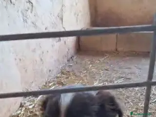 Border Collie perros Bordes collie hembra - Anuncio 1