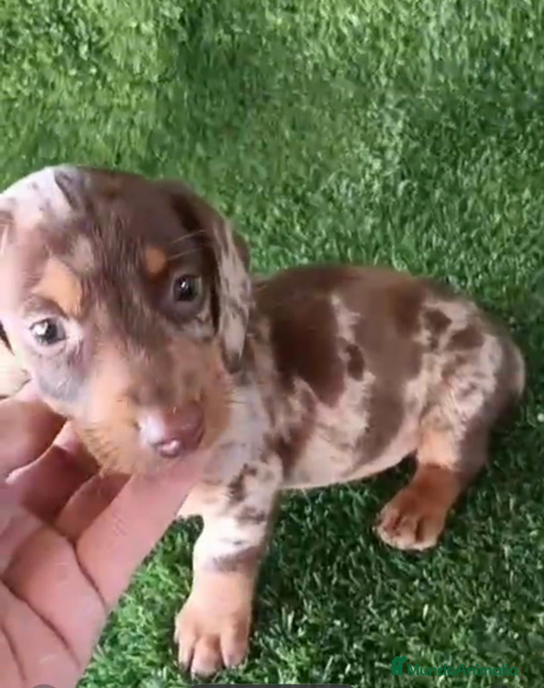 Teckel Miniatura perros en venta: Camada de teckel kaninchen chocolates y arlequín  - Anuncio 1