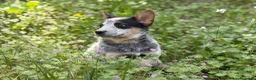 Boyero de Australia perros en venta: 🐾🐾🐾  Australian Cattle Dog 🐾🐾🐾 - Anuncio 2