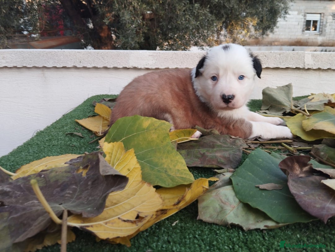 Border Collie perros en venta: GRAN CAMADA DE BORDER COLLIE - Imagen 9