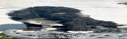 Perro de Agua Español perros en venta: Perro de Agua - Anuncio 1