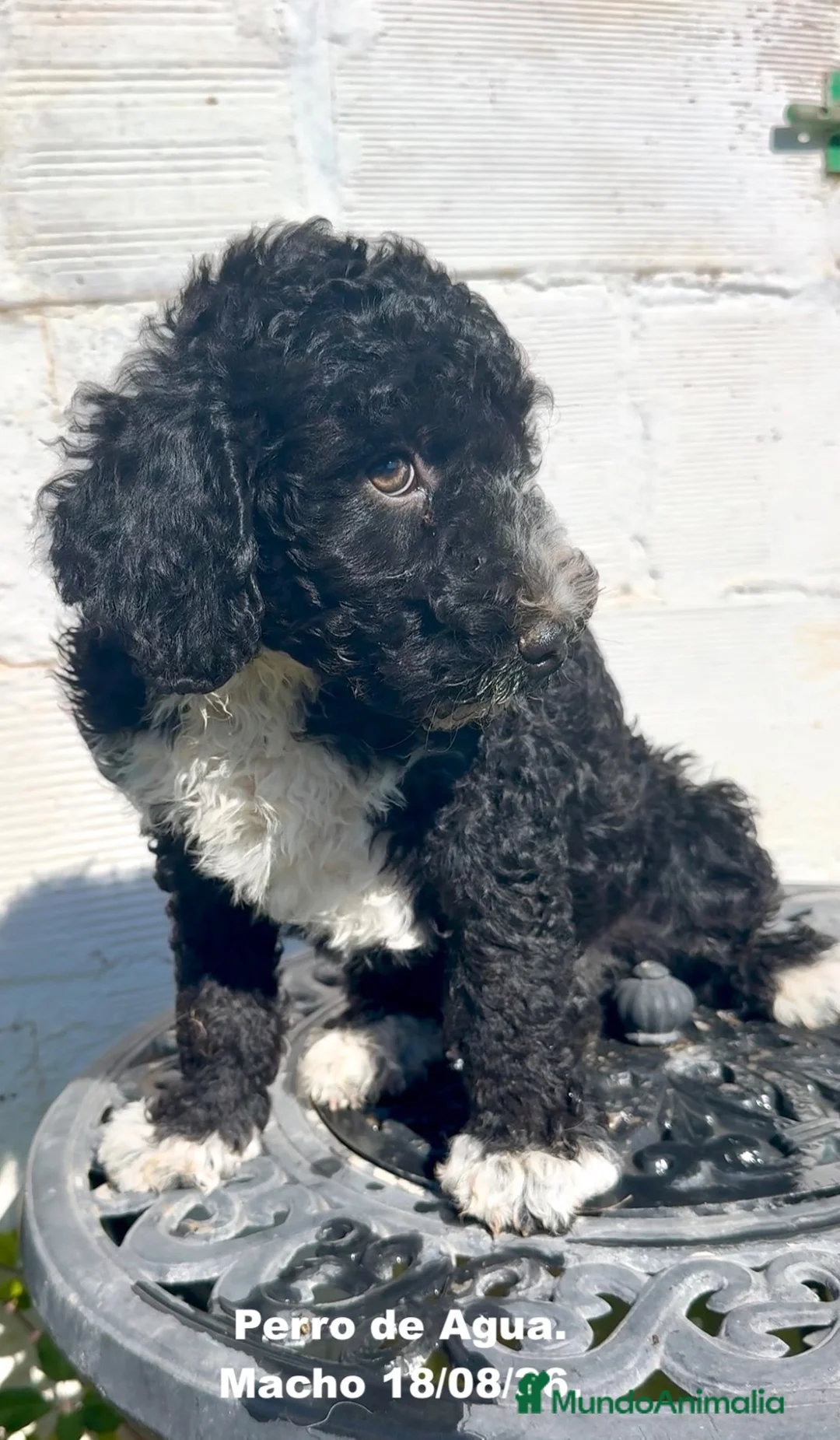 Perro de Agua Español perros en venta: Perro de Agua - Anuncio 1