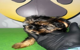 Yorkshire Terrier perros en venta: YORKSHIRE BEBE 🧡 - Imagen 3