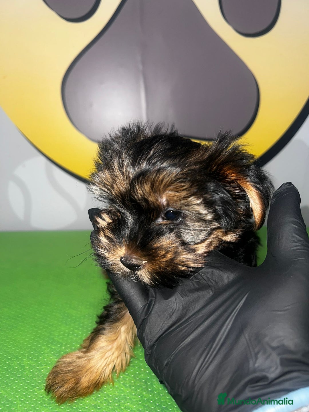 Yorkshire Terrier perros en venta: YORKSHIRE BEBE 🧡 - Imagen 3
