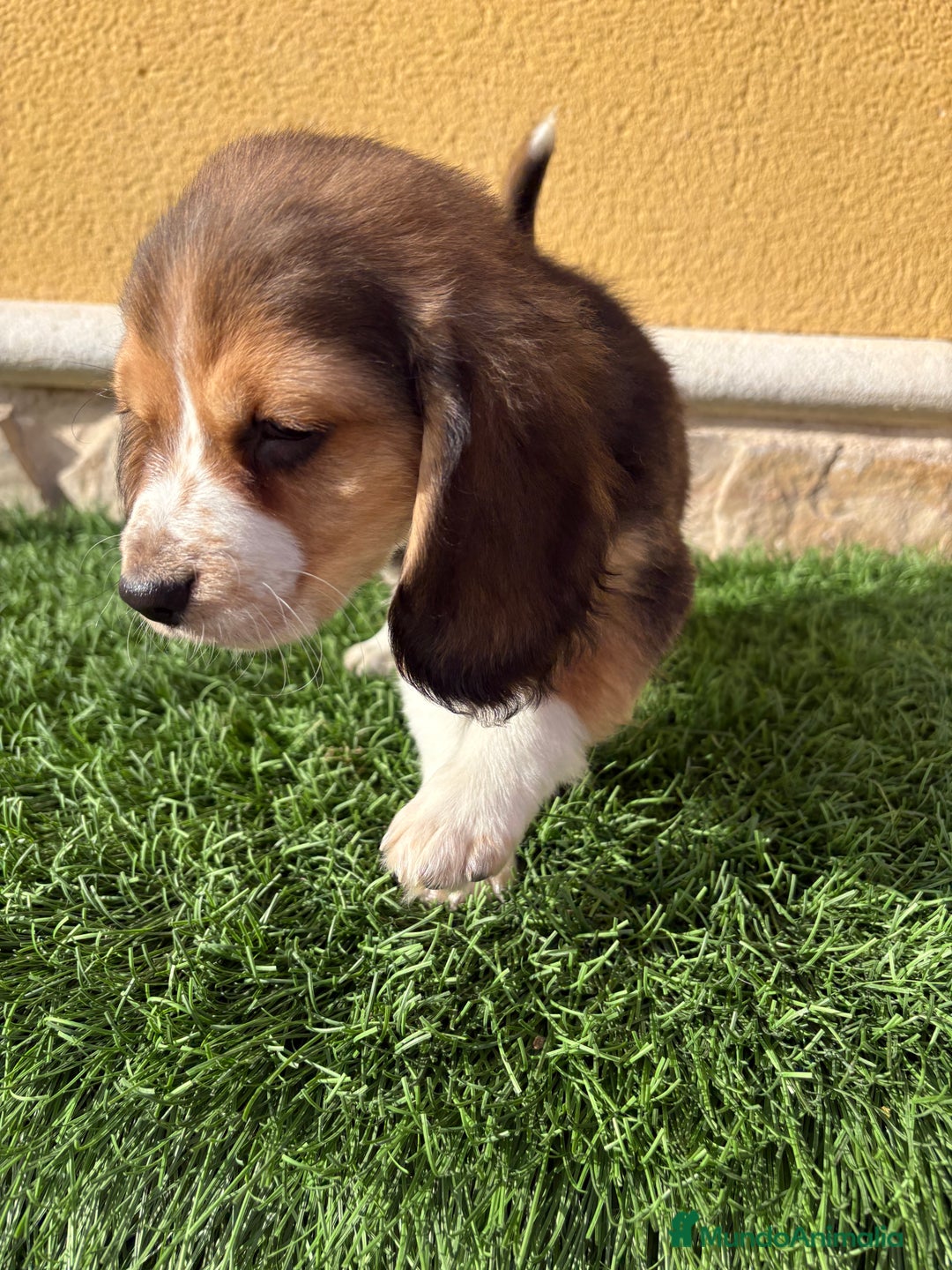 Beagle perros en venta: Espectacular cachorro de Beagle - Anuncio 25
