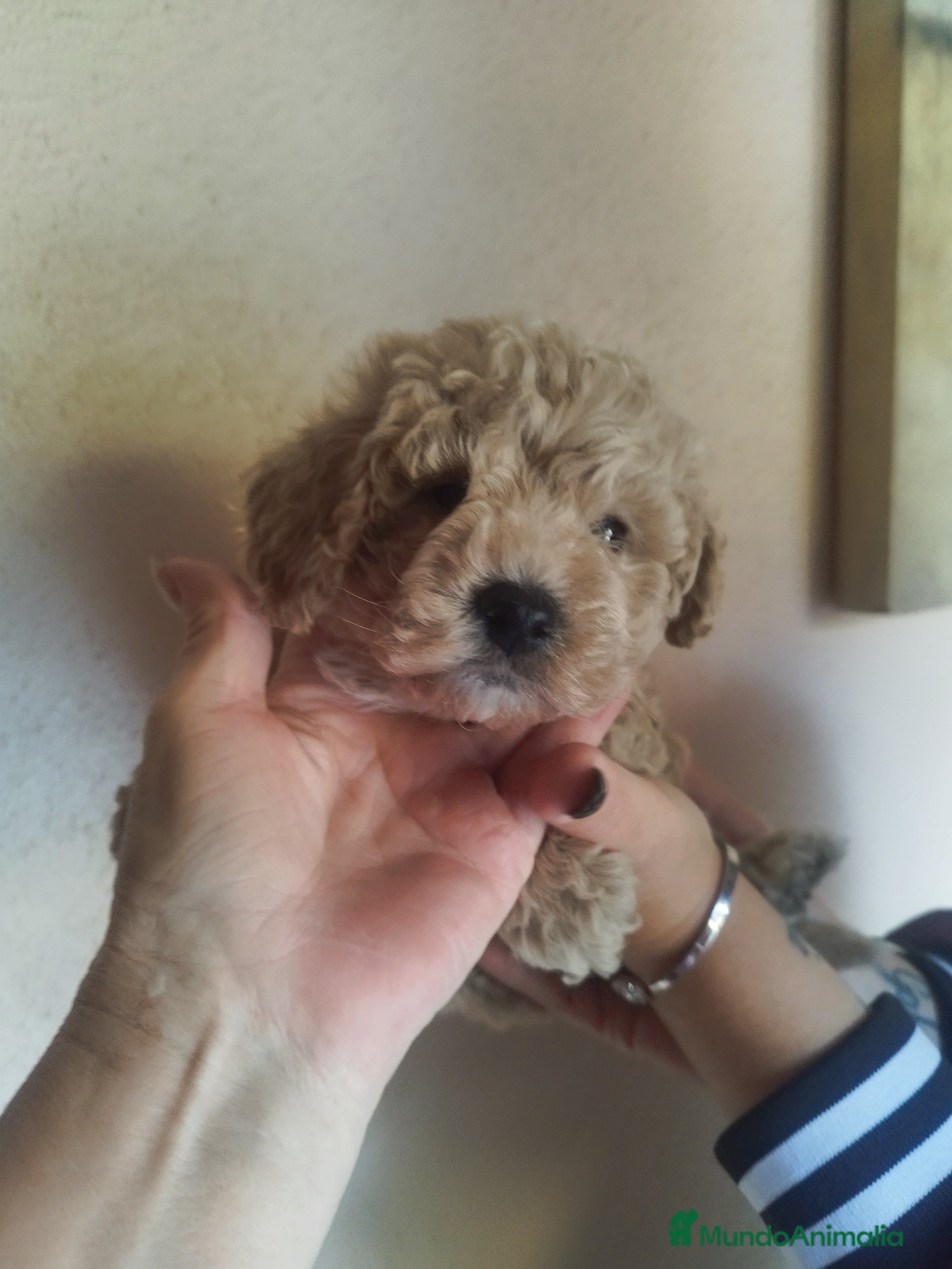 Caniche Toy perros CANICHE EXCLUSIVO  - Anuncio 1