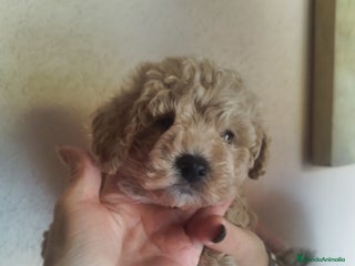 Caniche Toy perros CANICHE EXCLUSIVO - Anuncio 1