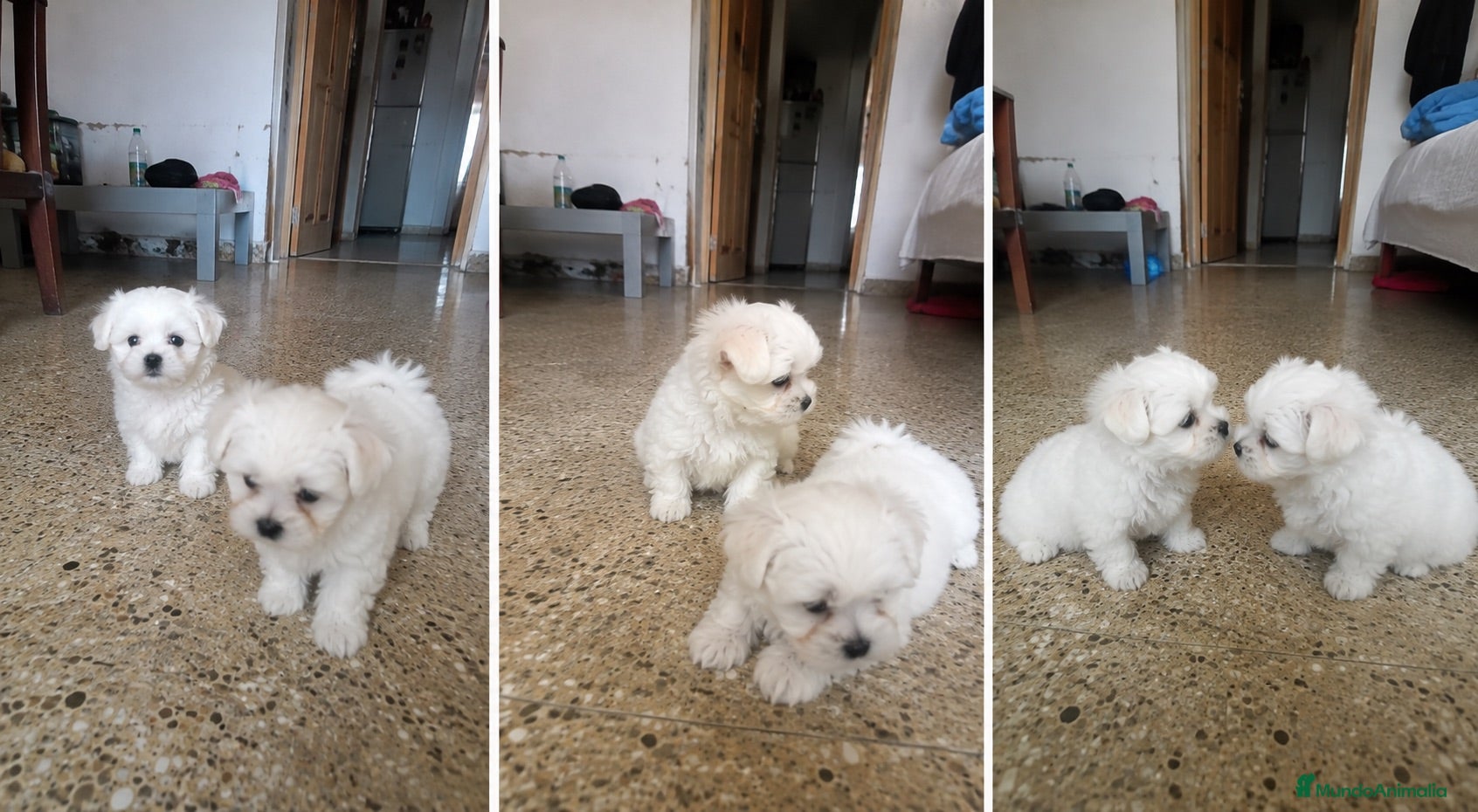 Bichón Maltés perros BICHON MALTES CACHORRO - MADRID  - Anuncio 3