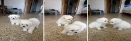 Bichón Maltés perros en venta: BICHON MALTES CACHORRO - MADRID  - Anuncio 1