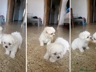 Bichón Maltés perros BICHON MALTES CACHORRO - MADRID - Anuncio 1