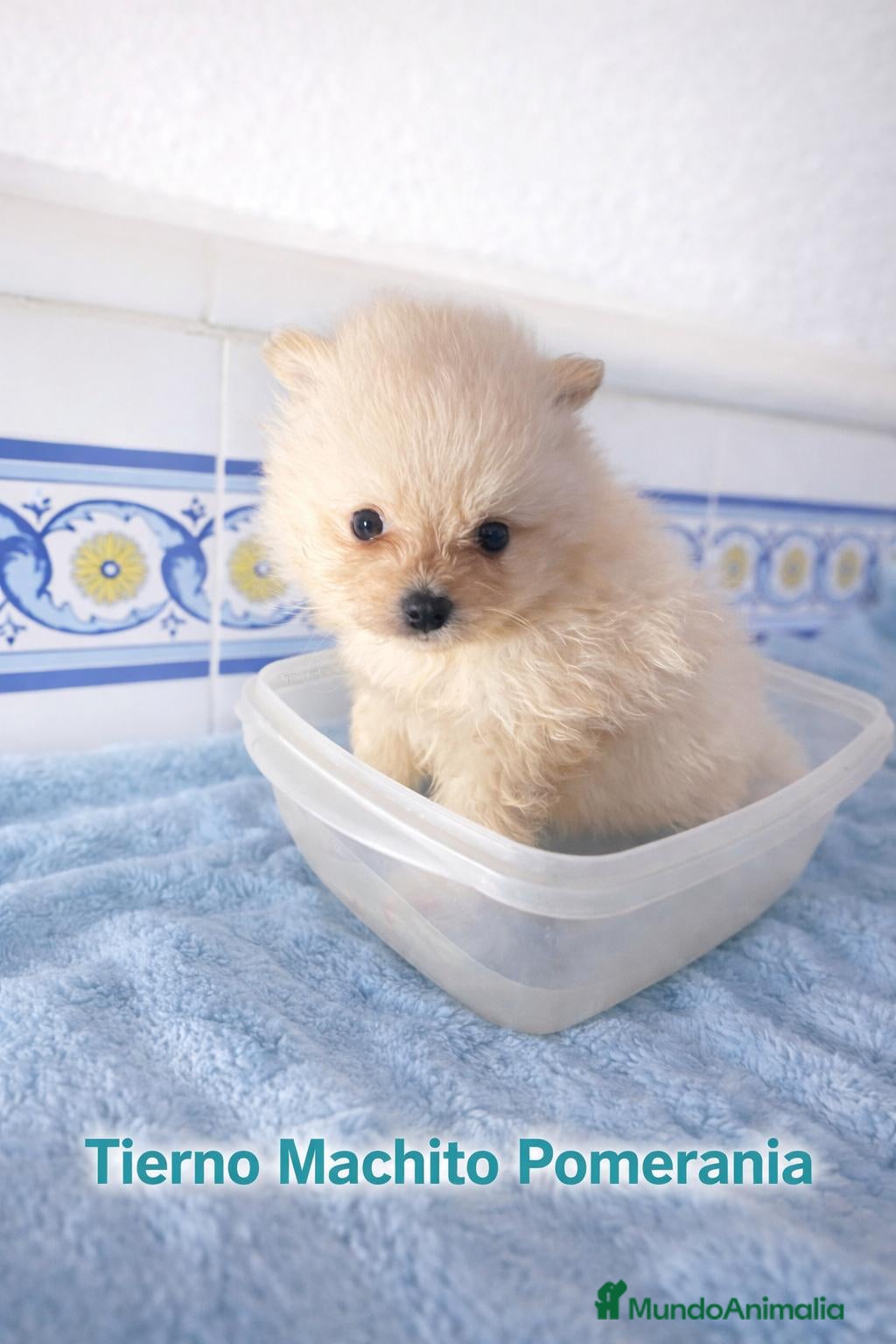 Pomerania perros Pomerania ultimo machito  - Anuncio 1