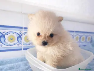 Pomerania perros Pomerania ultimo machito - Anuncio 3