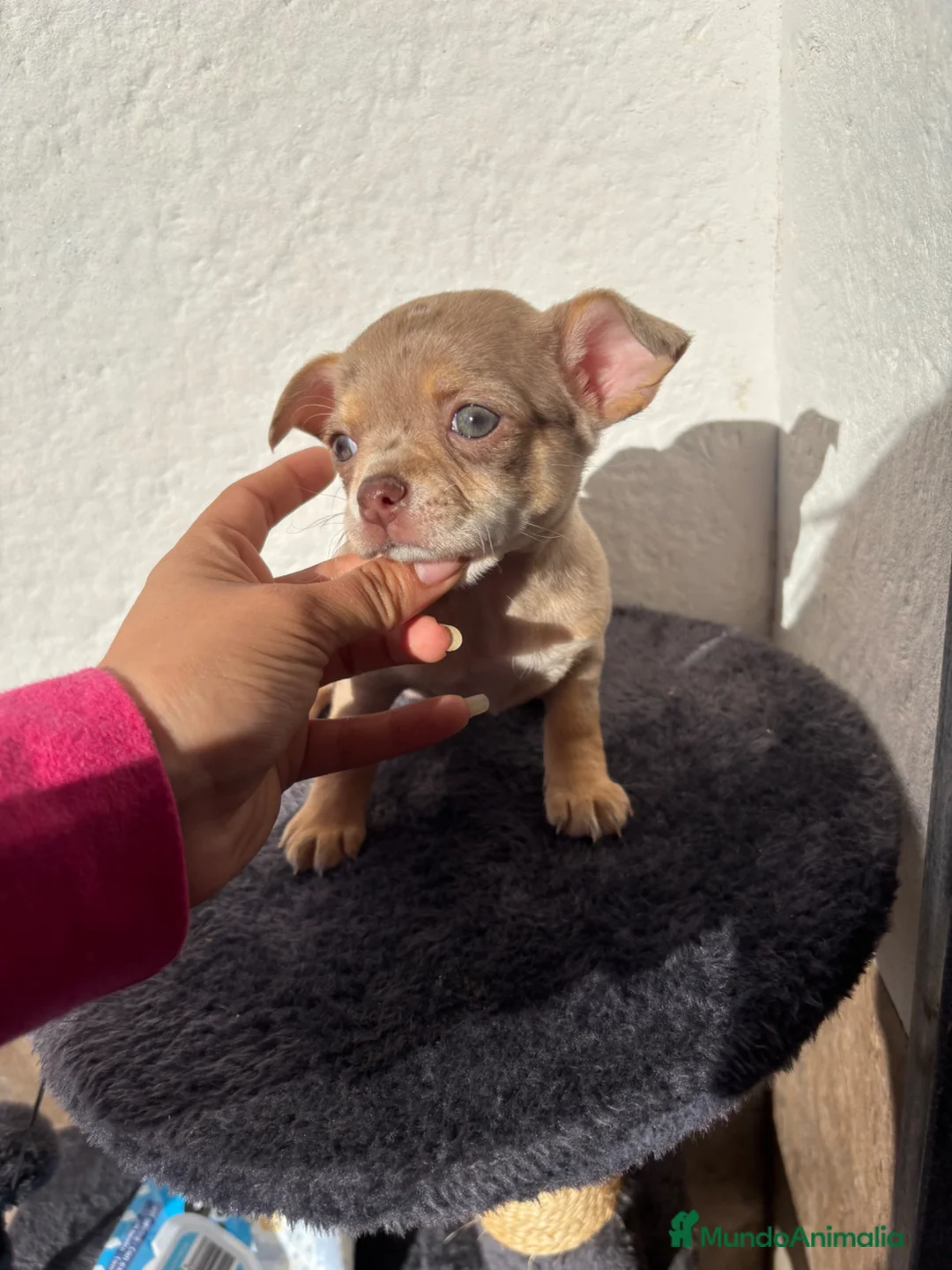 Chihuahua perros en venta: Hembra Chihuahua merle lilac🐾🐶 - Anuncio 2