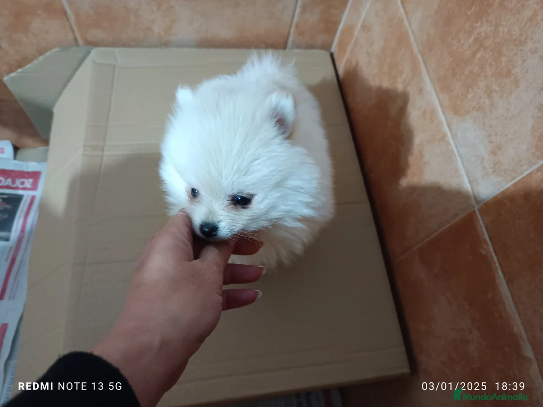 Pomerania perros en venta: Pomerania de Lulú blanca hembra en Badajoz - Anuncio 3