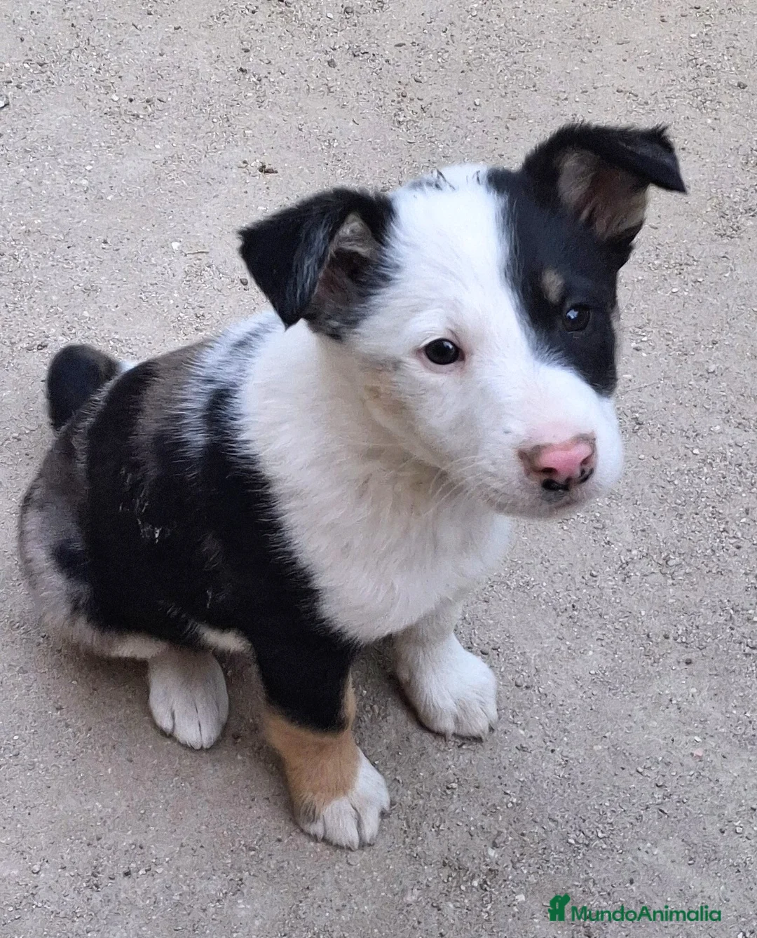 Border Collie perros en venta: Boder collie - Anuncio 10