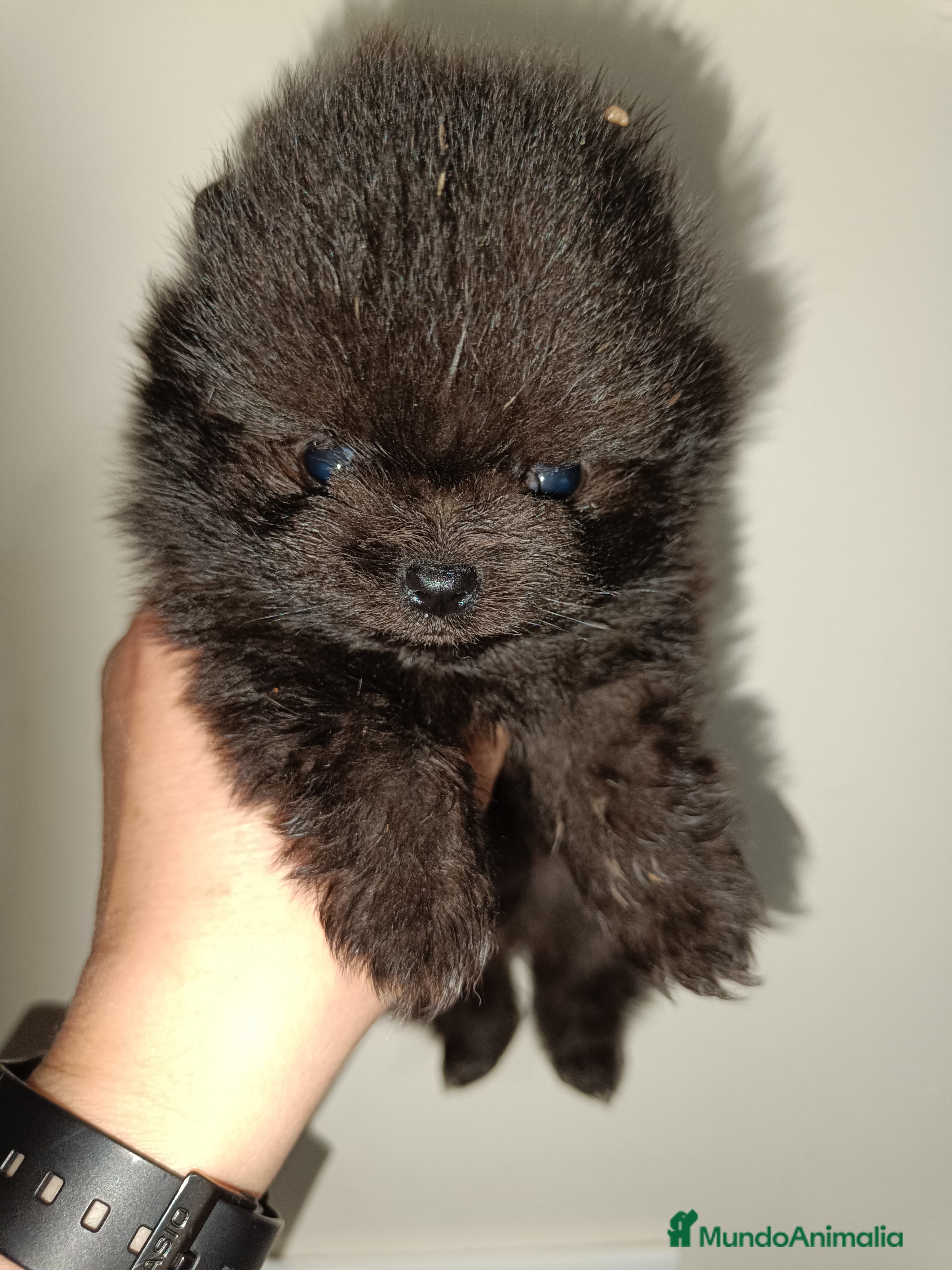 Pomerania perros Pomerania  - Anuncio 1