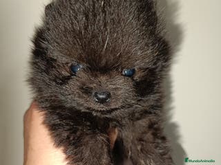 Pomerania perros Pomerania - Anuncio 11