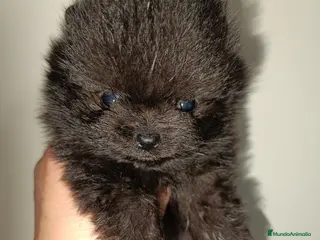 Pomerania perros Pomerania - Anuncio 9