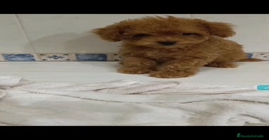 Caniche Toy perros Caniche toy  - Anuncio 2