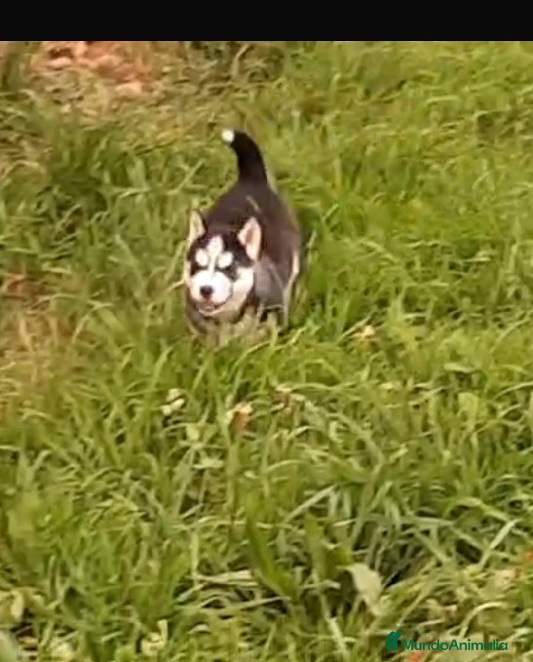 Husky Siberiano perros en venta: Cachorros de husky siberiano ojos azules  - Anuncio 2
