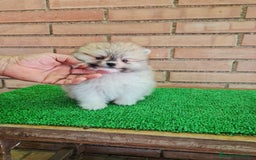 Pomerania perros en venta: Pomerania toy - Imagen 14